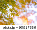 秋の光に透ける黄色い紅葉のもみじ 95917636