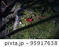 岩苔の上におちら赤い紅葉（もみじ） 95917638
