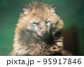 日光浴する眩しくて眠そうなタヌキ 95917846