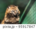 動物園の眠そうなタヌキ 95917847