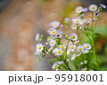 立体感のある紅葉のもみじ 95918001