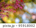 赤く染まるふんわりもみじ 95918002