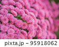 ピンクのミニ菊 95918062