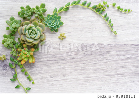 多肉植物のグリーンフレーム 95918111