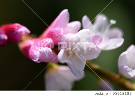 蕾の色が濃いピンクになり、陽射しの中で淡い桜色の花を咲かせているサクラタデ 95918189