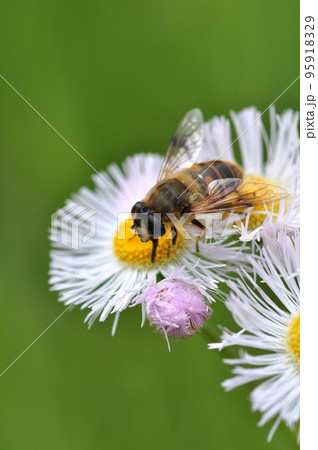 ハナアブ 95918329