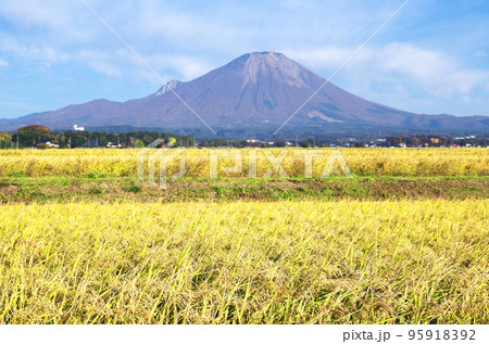 収穫期を迎えた水田の黄金色の稲穂と大山の風景 収穫期を迎えた水田の黄金色の稲穂と大山の風景 95918392