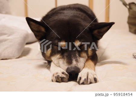 寝ている黒柴 95918454