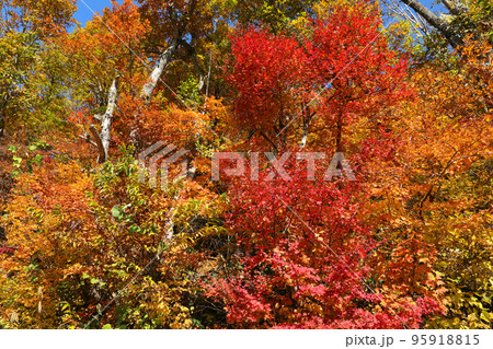 川沿いの樹林の美しい紅葉 福島県只見町 川沿いの樹林の美しい紅葉 福島県只見町 95918815