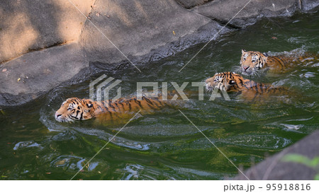 堀で泳ぐアムールトラの三兄妹 95918816