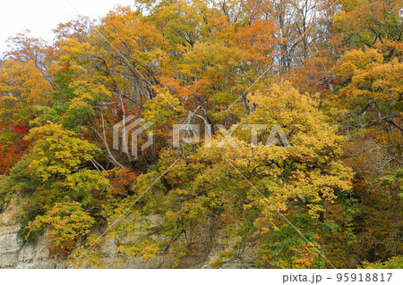 川沿いの斜面の樹林に美しい紅葉　福島県只見町 95918817