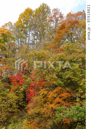 川沿いの斜面の樹林の紅葉美しい　福島県只見町 95918821