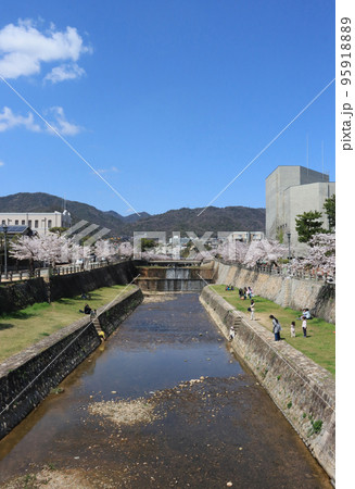 芦屋市 業平橋から見た芦屋川の桜 芦屋市 業平橋から見た芦屋川の桜 95918889