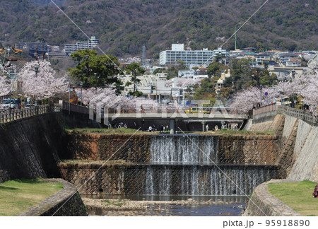 芦屋市 業平橋から見た芦屋川の桜 芦屋市 業平橋から見た芦屋川の桜 95918890