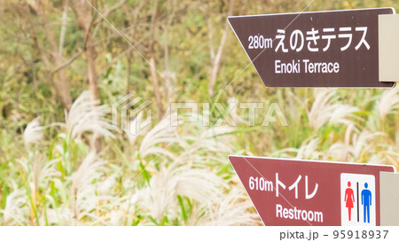 秋の色に染まる湿原（神奈川県三浦市小網代の森） 95918937