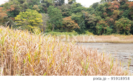 秋の色に染まる湿原（神奈川県三浦市小網代の森） 95918958