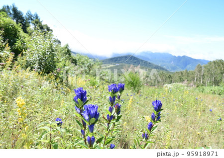 リンドウの咲くスキー場ゲレンデ 95918971