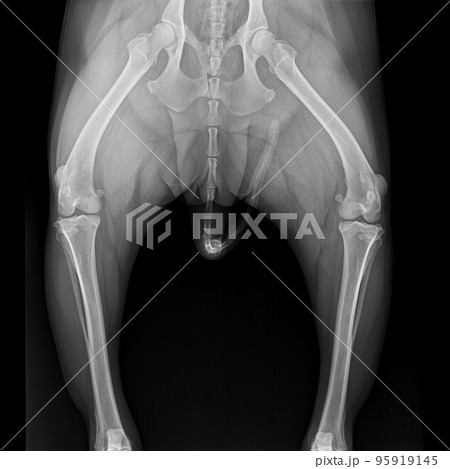 X-ray film pelvis to knee joint of dog anterior view- veterinary medicine and Veterinary anatomy concept- black and white color 95919145
