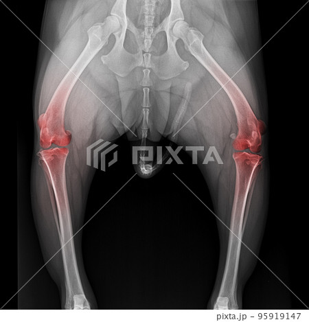 X-ray film pelvis to knee joint of dog anterior view with red highlight on knee joint pain area- veterinary medicine and veterinary anatomy concept- black and white color X-ray film pelvis to knee joint of dog anterior view with red highlight on knee joint pain area- veterinary medicine and veterinary anatomy concept- black and white color 95919147