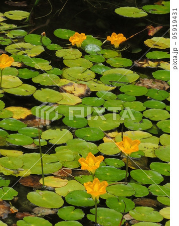 黄色いアサザの花 黄色いアサザの花 95919431