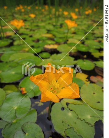 黄色いアサザの花 95919432