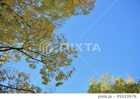 紅葉の背景素材 95919976
