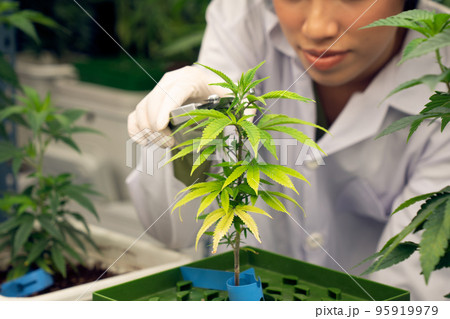 Female scientist trim gratifying young cannabis plant on pot in the laboratory. 95919979