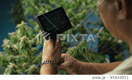 Cannabis farmer use microscope to analyze CBD in curative cannabis farm 95920051