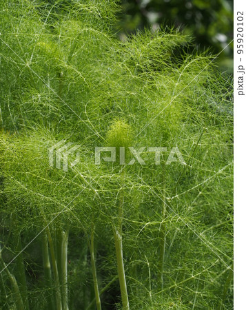 ウイキョウの葉や茎の写真 ウイキョウの葉や茎の写真 95920102