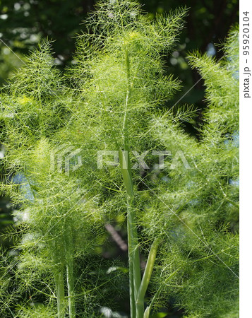 ウイキョウの葉や茎の写真 ウイキョウの葉や茎の写真 95920104