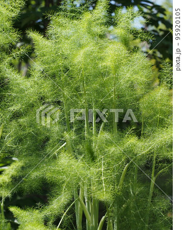 ウイキョウの葉や茎の写真 ウイキョウの葉や茎の写真 95920105