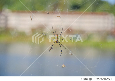 ジョロウグモ 95920251