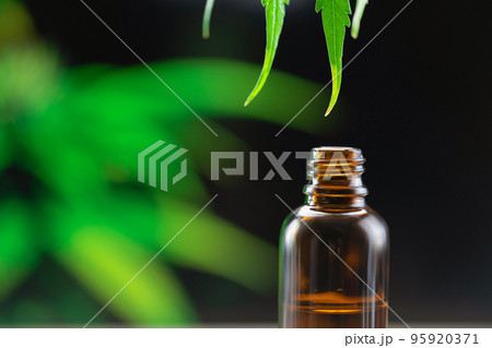 Water dew, legalized CBD oil on the tip of a hemp leaf almost drops into bottle. 95920371