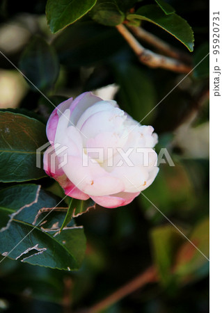 サザンカの花 サザンカの花 95920731