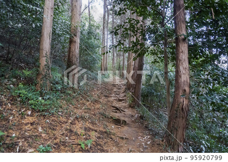 小倉城跡の山道／埼玉県比企郡ときがわ町【比企城館跡群】 95920799