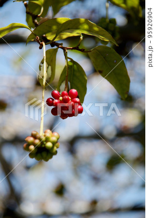 サネカズラの実 サネカズラの実 95920904
