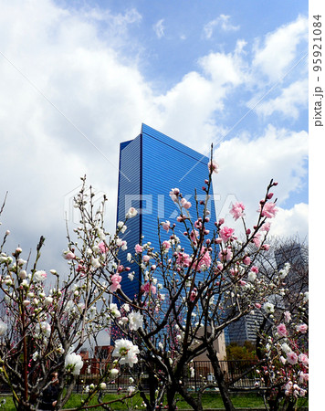 高層ビルを背景にした花桃 95921084