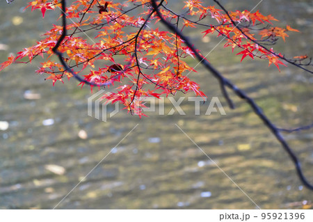 秋の土津神社(はにつじんじゃ) 土田堰と紅葉 福島県猪苗代町 秋の土津神社(はにつじんじゃ) 土田堰と紅葉 福島県猪苗代町 95921396