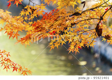 秋の土津神社（はにつじんじゃ）　土田堰と紅葉　福島県猪苗代町 95921401