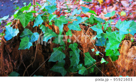 朽ち木にからんだツタ植物の風景 朽ち木にからんだツタ植物の風景 95921603
