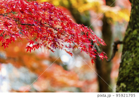 秋の土津神社(はにつじんじゃ) 参道の紅葉 福島県猪苗代町 秋の土津神社(はにつじんじゃ) 参道の紅葉 福島県猪苗代町 95921705