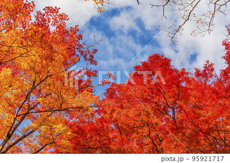 秋の土津神社（はにつじんじゃ）　参道の紅葉　福島県猪苗代町 95921717