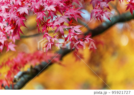 秋の土津神社(はにつじんじゃ) 参道の紅葉 福島県猪苗代町 秋の土津神社(はにつじんじゃ) 参道の紅葉 福島県猪苗代町 95921727
