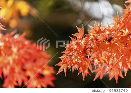 秋の土津神社(はにつじんじゃ) 参道の紅葉 福島県猪苗代町 秋の土津神社(はにつじんじゃ) 参道の紅葉 福島県猪苗代町 95921749