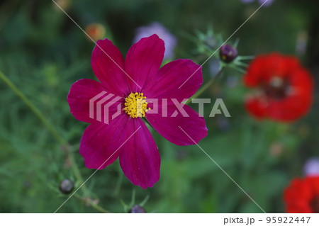 日本の秋に庭に咲く濃いピンク色のコスモスの花 日本の秋に庭に咲く濃いピンク色のコスモスの花 95922447