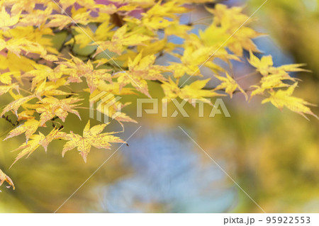 秋の亀ケ城城址公園(古城跡)の風景 木々の紅葉 福島県猪苗代町 秋の亀ケ城城址公園(古城跡)の風景 木々の紅葉 福島県猪苗代町 95922553