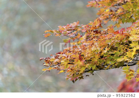 秋の亀ケ城城址公園(古城跡)の風景 木々の紅葉 福島県猪苗代町 秋の亀ケ城城址公園(古城跡)の風景 木々の紅葉 福島県猪苗代町 95922562