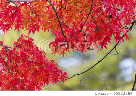 秋の亀ケ城城址公園（古城跡）の風景　木々の紅葉　福島県猪苗代町 95922564