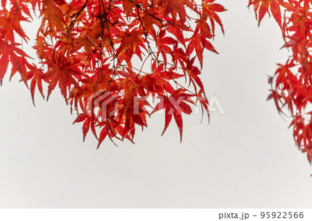 秋の亀ケ城城址公園(古城跡)の風景 木々の紅葉 福島県猪苗代町 秋の亀ケ城城址公園(古城跡)の風景 木々の紅葉 福島県猪苗代町 95922566