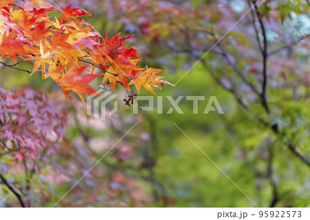 秋の亀ケ城城址公園(古城跡)の風景 木々の紅葉 福島県猪苗代町 秋の亀ケ城城址公園(古城跡)の風景 木々の紅葉 福島県猪苗代町 95922573